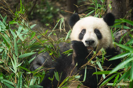 49,898 Cute Panda Stock Photos and Images - 123RF