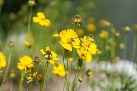 花に小さな熊蜂とハルシャギクの花 江陵 韓国の町並みを撮影します の写真素材 画像素材 Image 花に小さな熊蜂とハルシャギクの花 江陵 韓国の町並みを撮影します の写真素材 画像素材 Image
