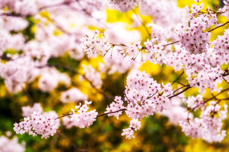 春の桜の季節の花春の日差しの下で開花 韓国の馬山での撮影 フォーカスの背景からのマクロ撮影 の写真素材 画像素材 Image 春の桜の季節の花春の日差しの下で開花 韓国の馬山での撮影 フォーカスの背景からのマクロ撮影 の写真素材 画像素材 Image