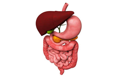 digital illustration of human digestive system in colour background photo