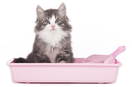 Cat sitting in litter box isolated