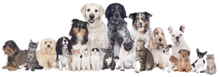 Big group of pets isolated
