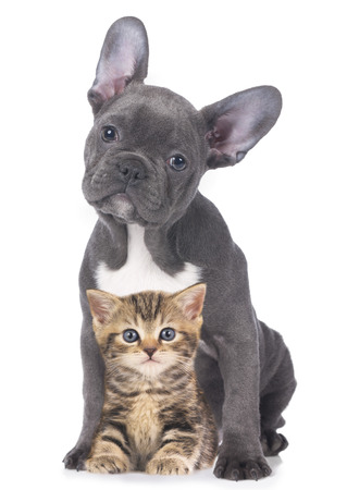 Cat and dog isolated - 38446969