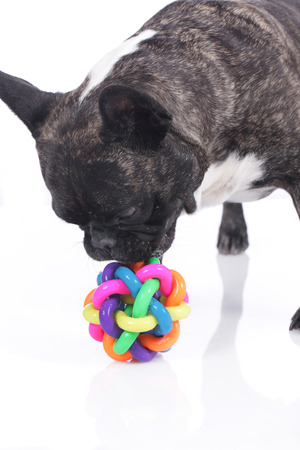分離された犬のおもちゃを見てフレンチ ブルドッグ の写真素材 画像素材 Image 分離された犬のおもちゃを見てフレンチ ブルドッグ の写真素材 画像素材 Image
