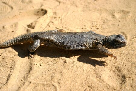 Close up of a saharan lizard reptile