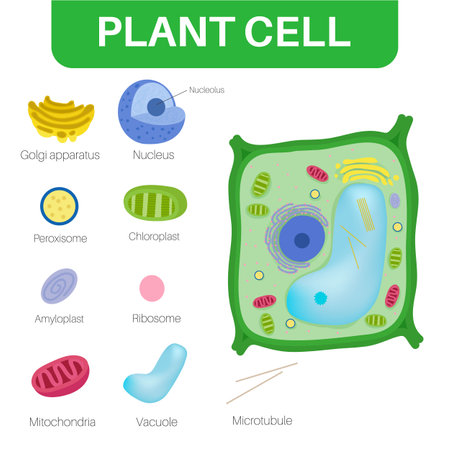 chloroplast in animal cell