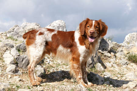 hunting dogs breton spanish stock photo picture and royalty free