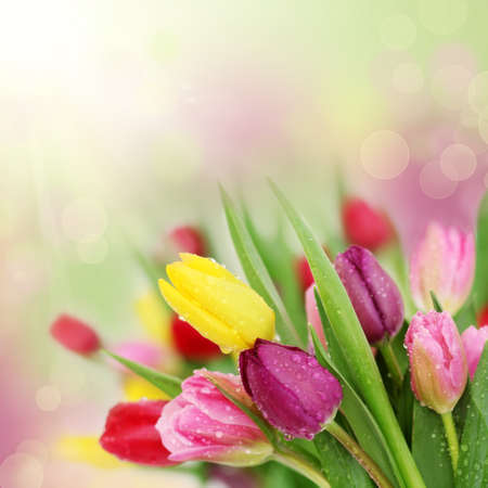 Colorful fresh spring tulips flowers with dew drops