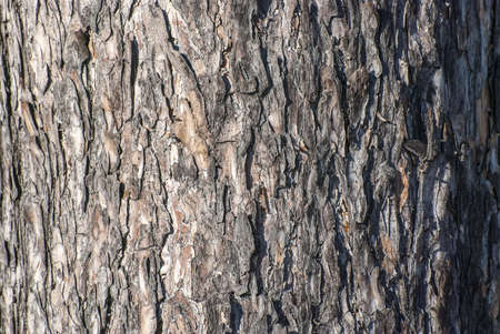 松の大木の幹の樹皮します の写真素材 画像素材 Image 松の大木の幹の樹皮します の写真素材 画像素材 Image