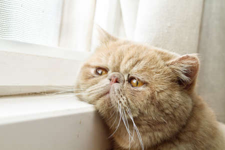 sad lonely: Closeup portrait photo of a CPA cat looking out through a window Stock Photo