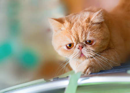 かわいい英国公認会計士ガーフィールド猫椅子を真剣に悩ま の写真素材 画像素材 Image かわいい英国公認会計士ガーフィールド猫椅子を真剣に悩ま の写真素材 画像素材 Image