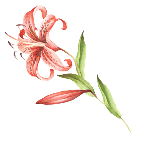 image tiger lily flowers hand draw watercolor illustration illustration