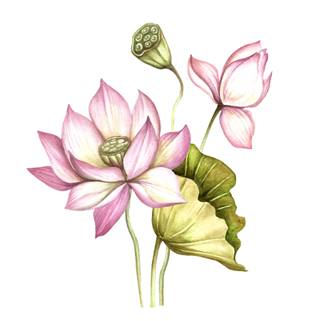ロータスと組成 手描き水彩イラスト の写真素材 画像素材 Image 4011 ロータスと組成 手描き水彩イラスト の写真素材 画像素材 Image 4011