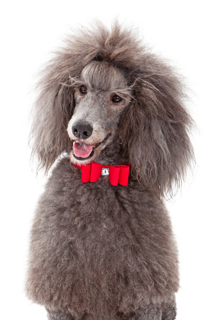 a gray male standard poodle dog wearing a red christmas bow tie christmas bow tie for dog