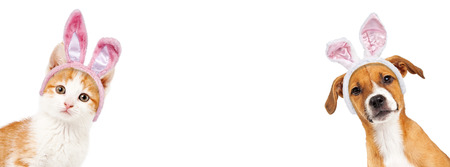 Cute kitten and puppy wearing Easter bunny ears peeking out from the side of a white banner with room for text