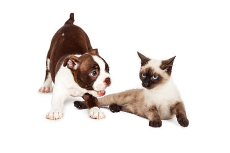 茶色と白の色 7 週間の古いボストン テリア子犬ちゃん白い背景の上に座って の写真素材 画像素材 Image 茶色と白の色 7 週間の古いボストン テリア子犬ちゃん白い背景の上に座って の写真素材 画像素材 Image