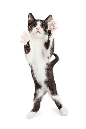 Adorable Playful Little Black And White Four Month Old Kitten Standing Up On Hind Legs With Adorable Playful Little Black And White Four Month Old Kitten Standing Up On Hind Legs With