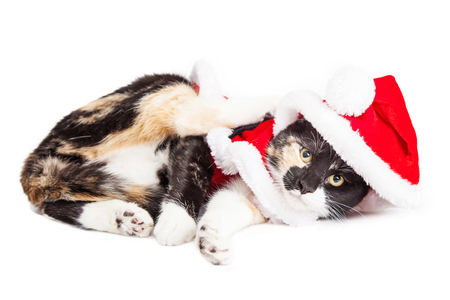 Adorable Playful Little Kitten Laying Over White Wearing Christmas Stock Photo Picture And Royalty Free Image Image 48430767 Adorable Playful Little Kitten Laying Over White Wearing Christmas Stock Photo Picture And Royalty Free Image Image 48430767