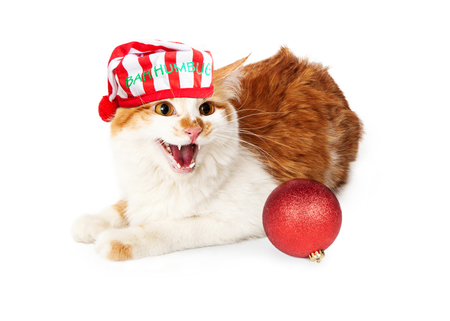 誕生日の帽子をかぶっていると キャンドルとケーキの横に敷設しながら音を立てて怒っている猫の面白い写真 の写真素材 画像素材 Image