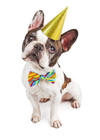 Cute french bulldog dressed for a birthday party in a hat and colorful bow tie