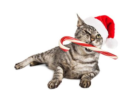 口の中でキャンディの杖とクリスマス サンタ猫の面白い写真 の写真素材 画像素材 Image