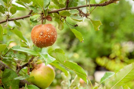 Rotten bad apple hangs on tree with green leaves.