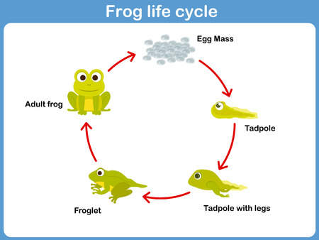 カエル図のライフ サイクルにおける生物学の教育のグラフ のイラスト素材 ベクタ Image