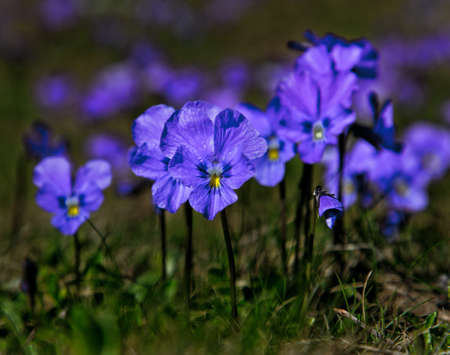 野生の芝生の上の紫のスミレのクローズ アップ の写真素材 画像素材 Image 野生の芝生の上の紫のスミレのクローズ アップ の写真素材 画像素材 Image