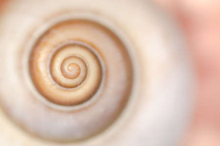 spiral snail shell macro background, shallow depth of field - 43070360