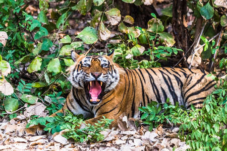 Koniglicher Bengal Tiger T 24 Ustaad Lizenzfreie Fotos Bilder Und Stock Fotografie Image 45346400