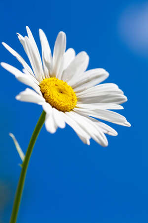 単一カモミール空の背景の上のマクロビュー の写真素材 画像素材 Image 単一カモミール空の背景の上のマクロビュー の写真素材 画像素材 Image