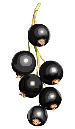 熟したカシス果実のベクトル イラストのイラスト素材 ベクタ Image 熟したカシス果実のベクトル イラストのイラスト素材 ベクタ Image