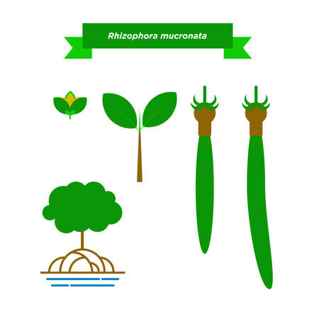 Rhizophora mucronata is a mangrove species - vector illustration Stock Photo