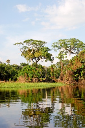 アマゾンの熱帯雨林 マナウス ブラジル南米近くアマゾンの川に沿って自然の風景 の写真素材 画像素材 Image
