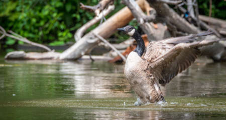 printemps canada goose printemps canada goose