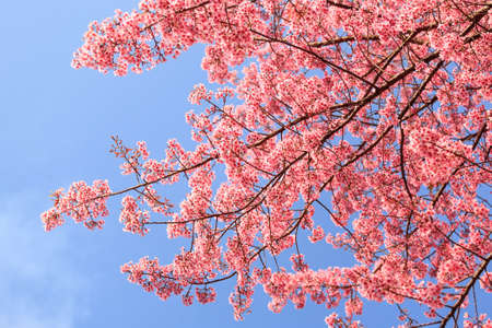 Beautiful cherry blossom, Chaing Mai, Thailand