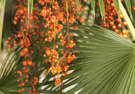 ヤシの実 ヤシの木にオレンジ色のパーム フルーツの束 の写真素材 画像素材 Image 4530