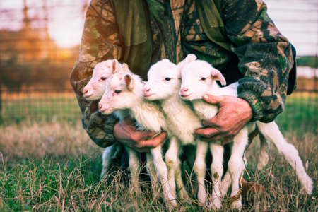 Four newborn lambs in hands of shepherd standing outdoor on grass at sunset light - baby animals looking around with innocent attitude - rural concept of love and protection - vintage filter image