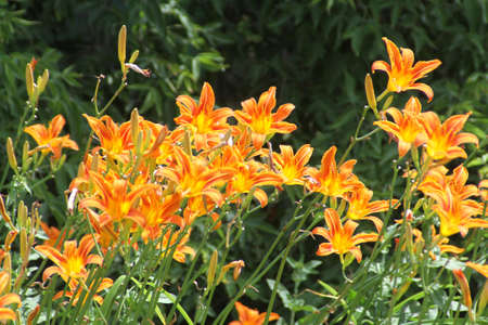 日ユリ オレンジ カンゾウは この多年生種これらの植物の花の共通の名前は非常に多様な色や形 の写真素材 画像素材 Image 日ユリ オレンジ カンゾウは この多年生種これらの植物の花の共通の名前は非常に多様な色や形 の写真素材 画像素材 Image