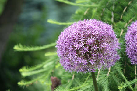 ベストコレクション 玉ねぎ 花 紫 7623 玉ねぎ 花 紫 ベストコレクション 玉ねぎ 花 紫 7623 玉ねぎ 花 紫