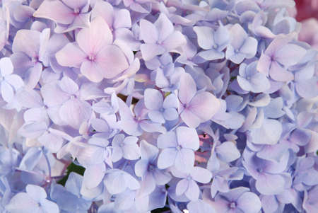 flower background stock photos and images 123rf blue flower backgrounds