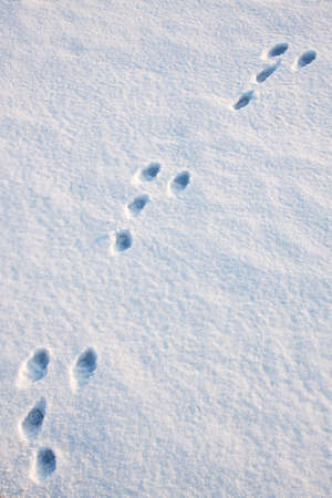 Empreintes D Un Vison Americain Sur La Neige Banque D Images Et Photos Libres De Droits Image Empreintes D Un Vison Americain Sur La Neige Banque D Images Et Photos Libres De Droits Image