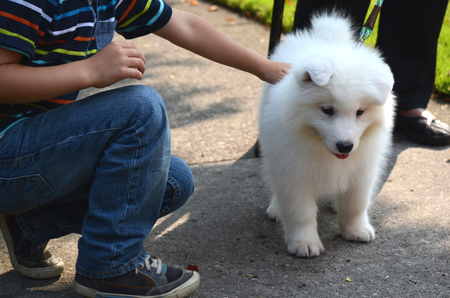 かわいいペットの犬と白の日本スピッツの子犬は 晴れた日に路上をやっている少年 の写真素材 画像素材 Image
