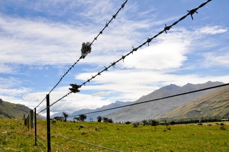 Barbed Wire Fences Barbed Wire Fences