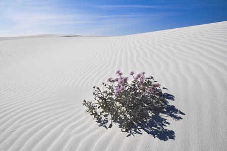 花 砂丘間砂漠の中のオアシスに開花していた の写真素材 画像素材 Image 花 砂丘間砂漠の中のオアシスに開花していた の写真素材 画像素材 Image