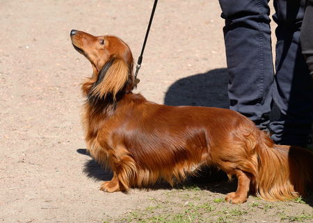 the dachshund is a hunting dog this breed of dog is very popular
