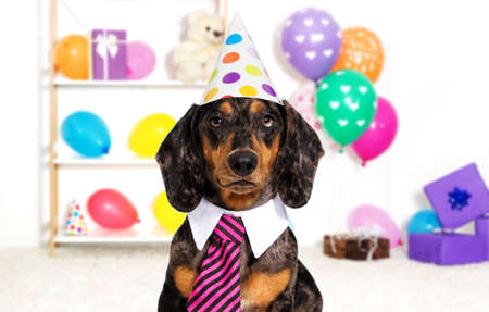 Holiday dog birthday Фото со стока