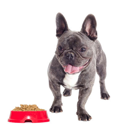 Perro Bulldog Francés Y Un Plato De Comida Fotos Retratos Imágenes Y Fotografía De Archivo Libres De Derecho Image 90086982