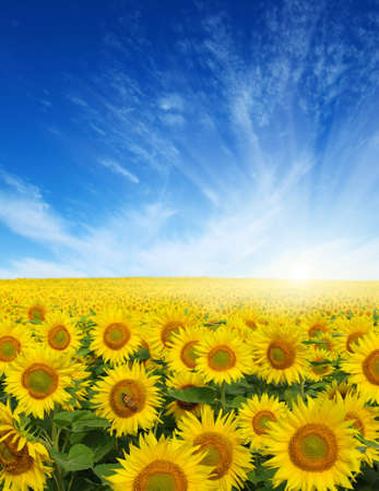 Sun flower: Feld von Sonnenblumen und Sonne in den blauen Himmel.
