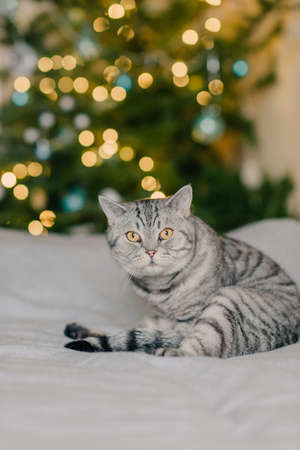 Portrait Of British Gray Cat Breeds With Big Yellow Eyes Stock